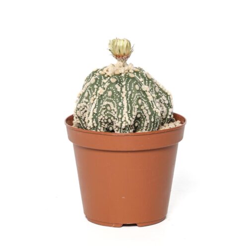 Astrophytum asterias hanazono star shape Ø 14 cm