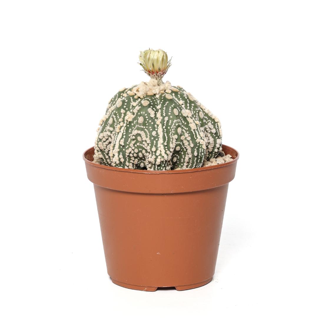 Astrophytum asterias hanazono star shape Ø 14 cm