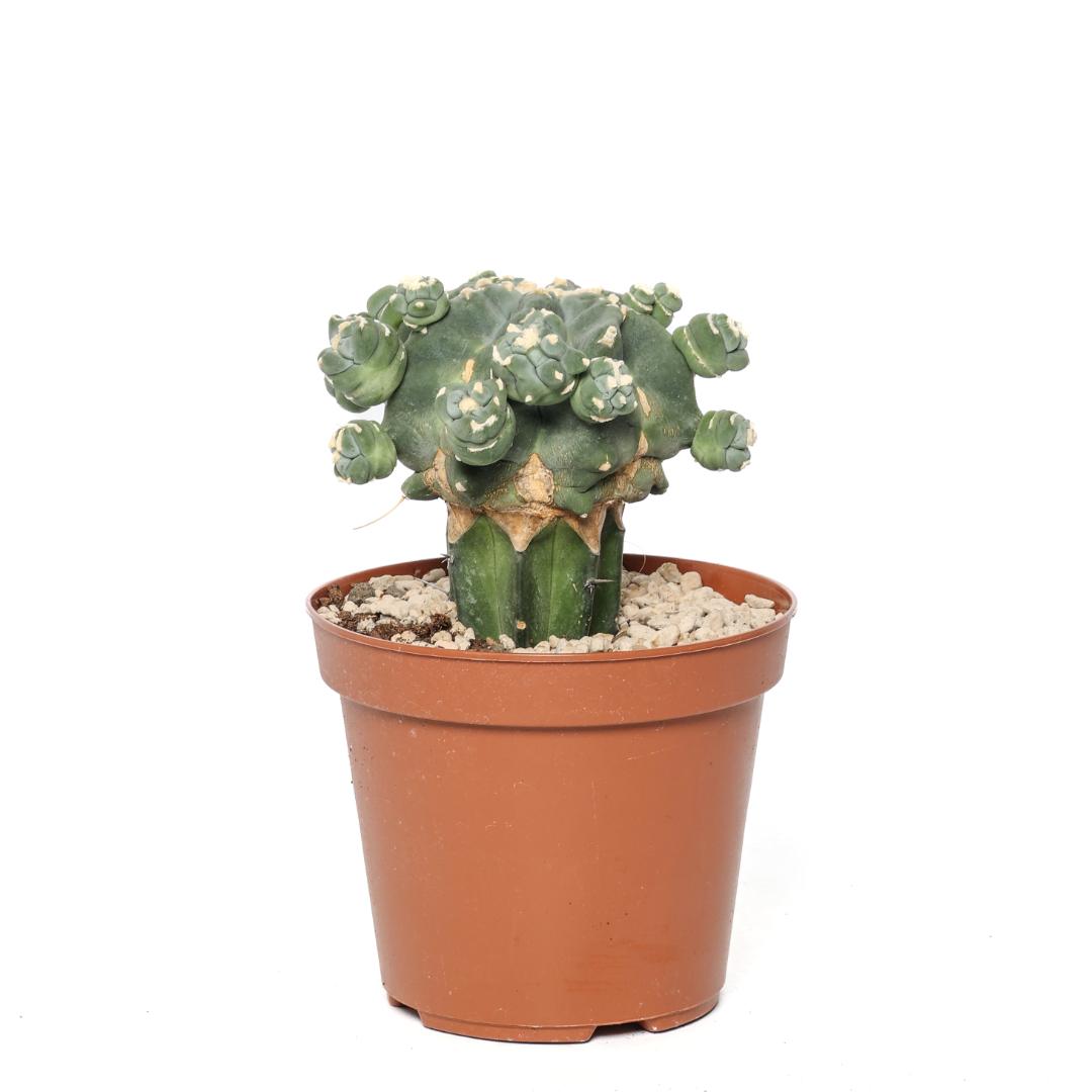 Ferocactus glaucescens nudum mostruoso Ø 14 cm