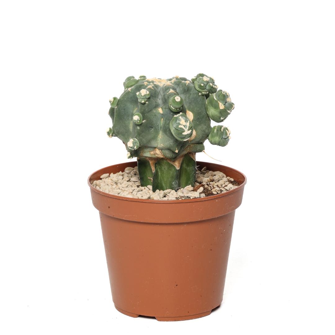 Ferocactus glaucescens nudum mostruoso Ø 14 cm
