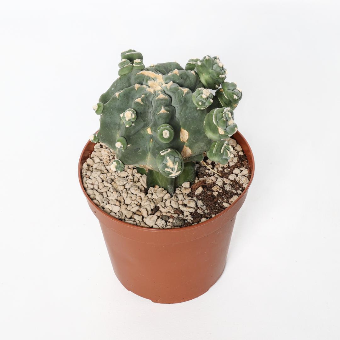 Ferocactus glaucescens nudum mostruoso Ø 14 cm