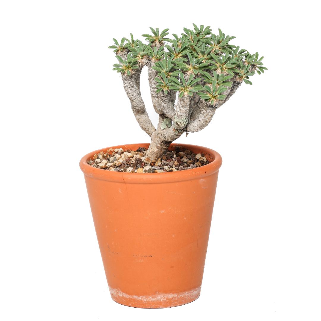 Euphorbia guillauminiana Ø 14 cm