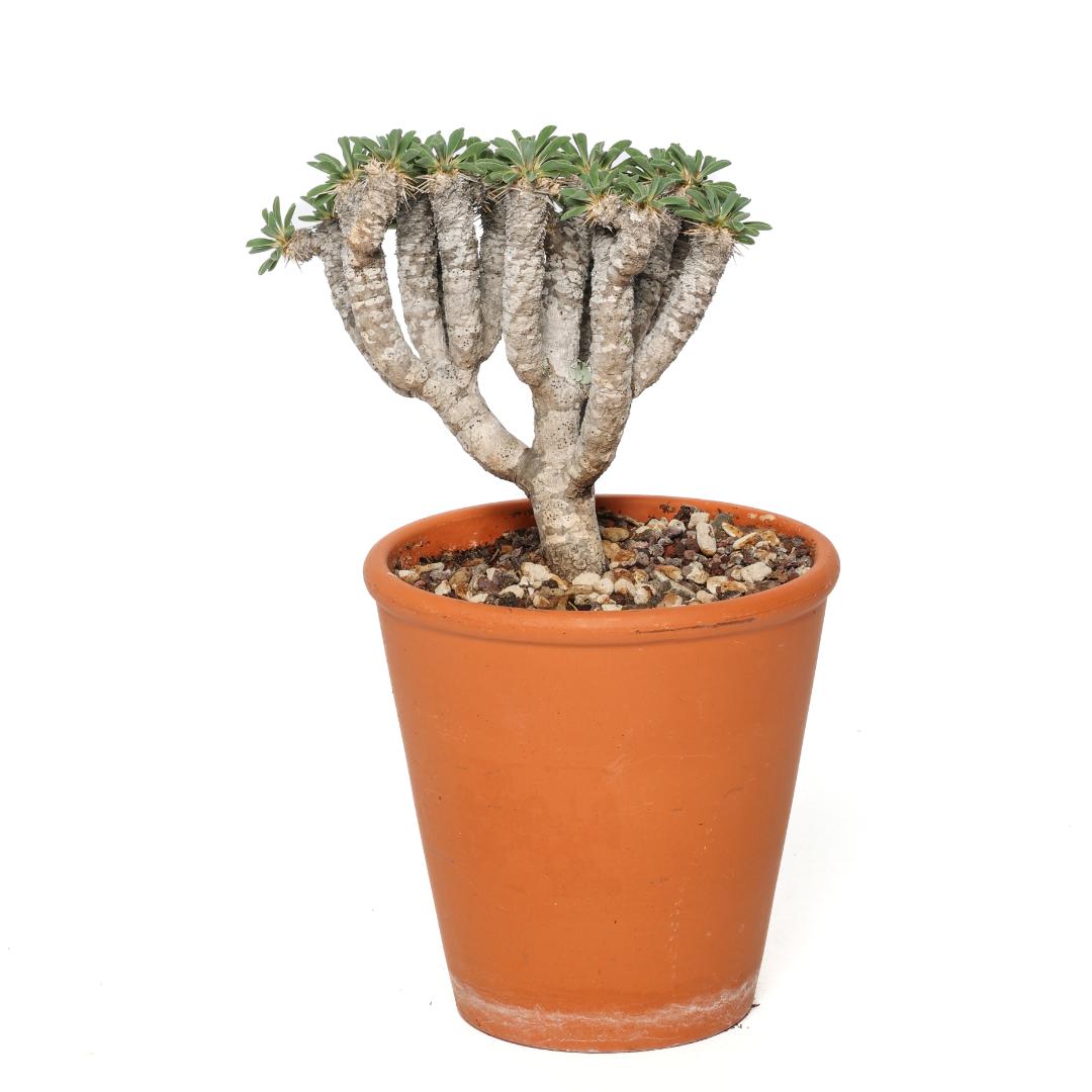 Euphorbia guillauminiana Ø 14 cm