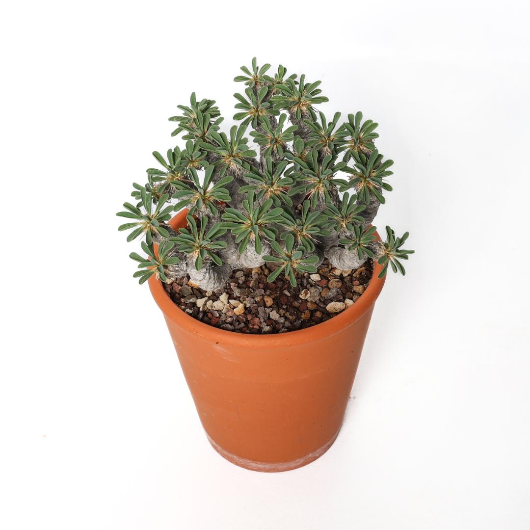 Euphorbia guillauminiana Ø 14 cm