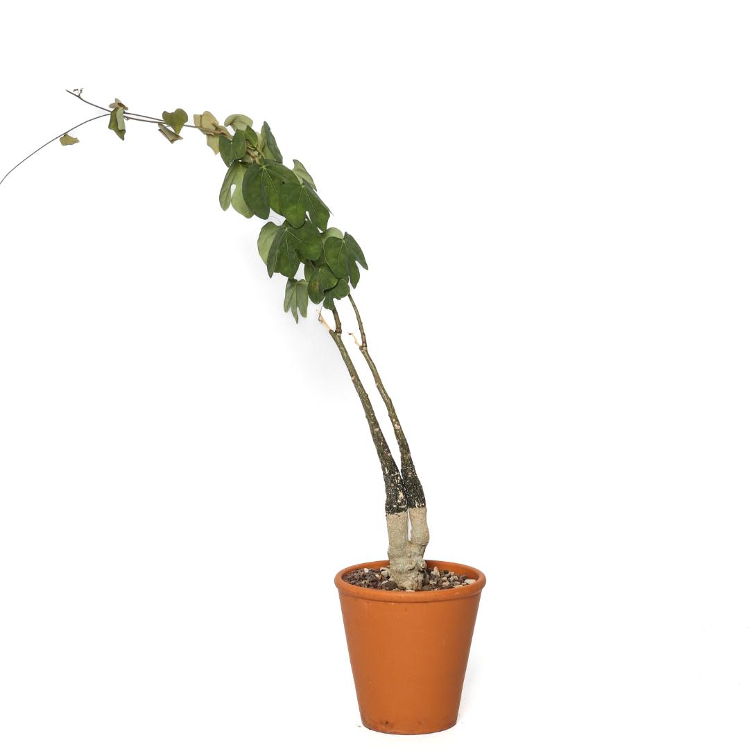 Adenia stylosa Ø 14 cm