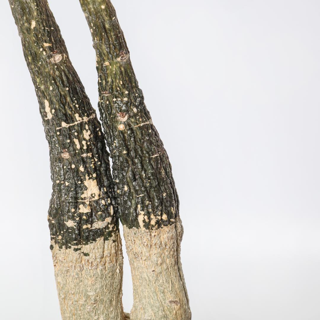 Adenia stylosa Ø 14 cm