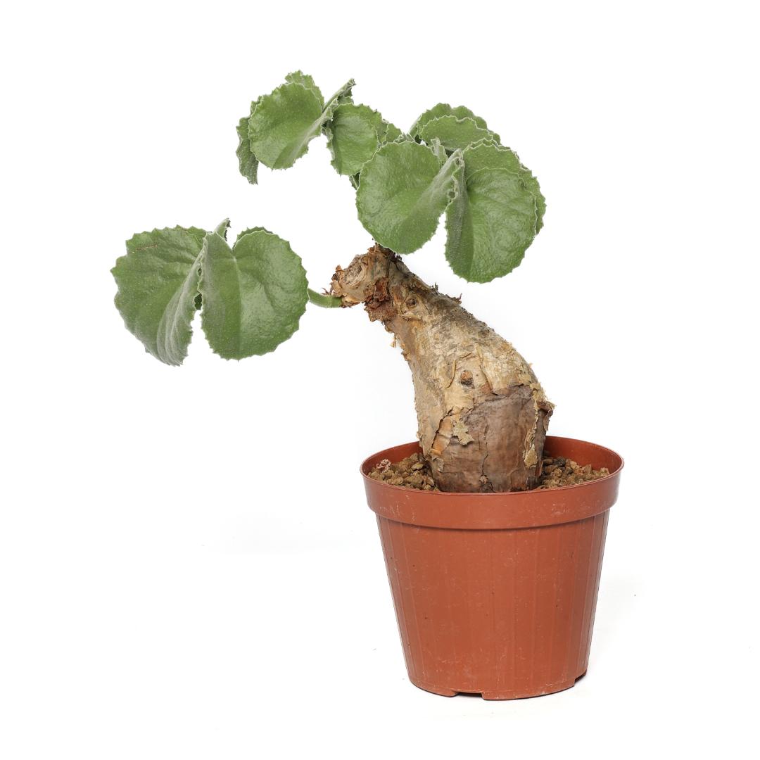 Cyphostemma uter Ø 16 cm