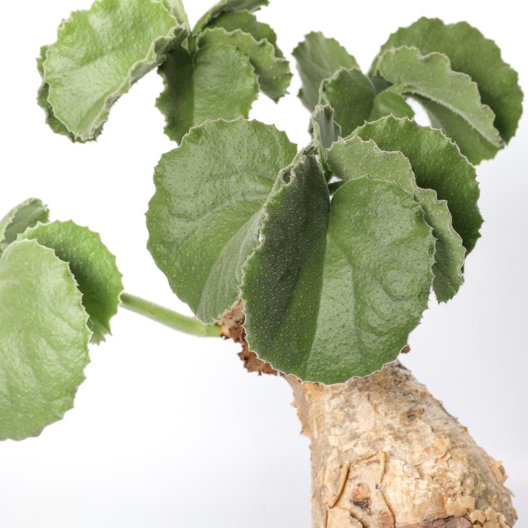 Cyphostemma uter Ø 16 cm