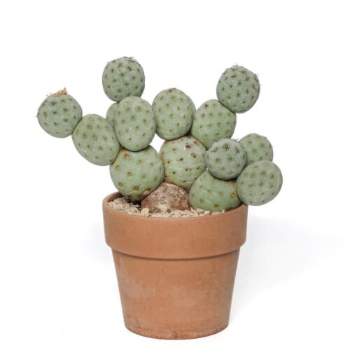 Tephrocactus geometricus '16 palle' Ø 18 cm
