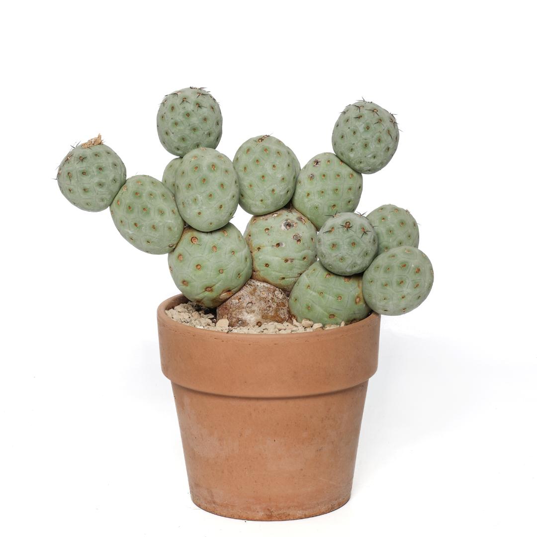 Tephrocactus geometricus '16 palle' Ø 18 cm