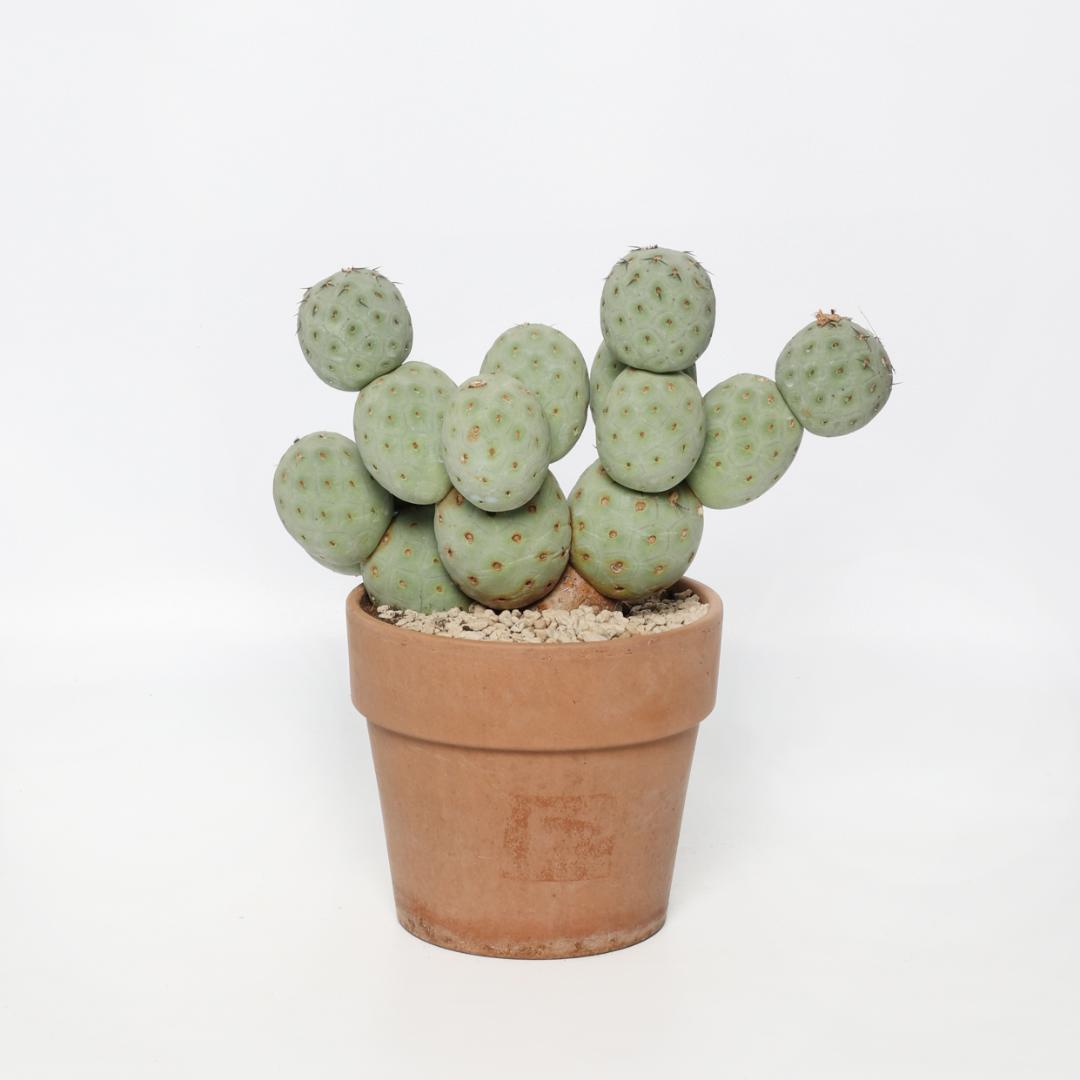 Tephrocactus geometricus '16 palle' Ø 18 cm