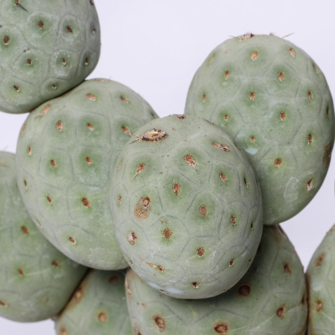 Tephrocactus geometricus '16 palle' Ø 18 cm