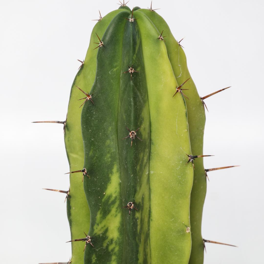 Polaskia chichipe lemon lime Ø 10,5 cm