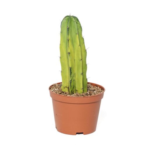 Polaskia chichipe lemon lime Ø 10,5 cm