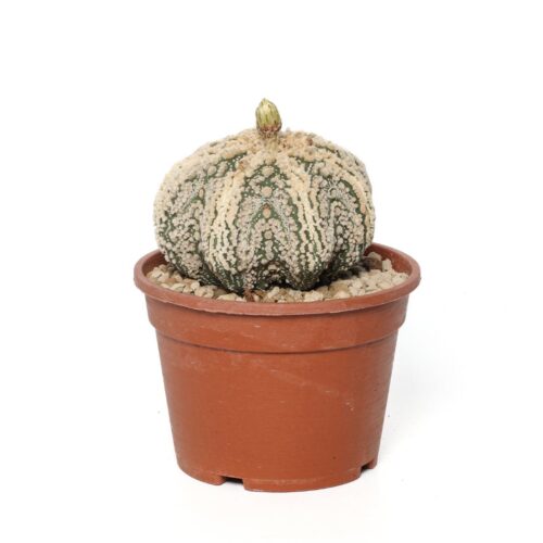 Astrophytum asterias hanazono star shape Ø 16 cm