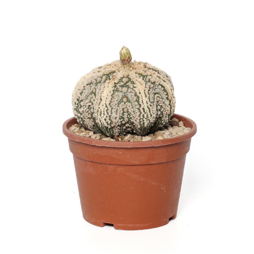 Astrophytum asterias hanazono star shape Ø 16 cm