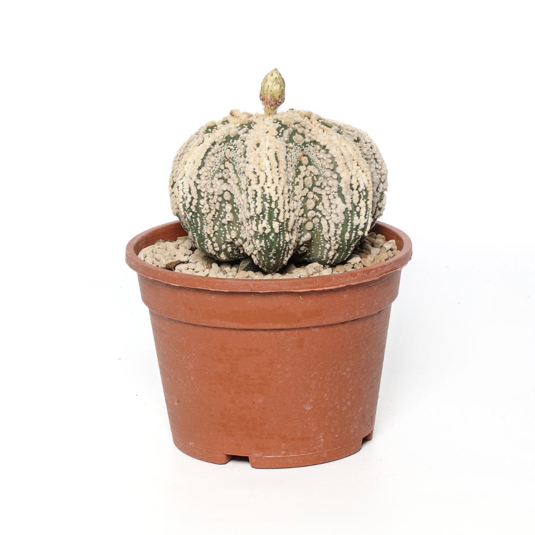 Astrophytum asterias hanazono star shape Ø 16 cm