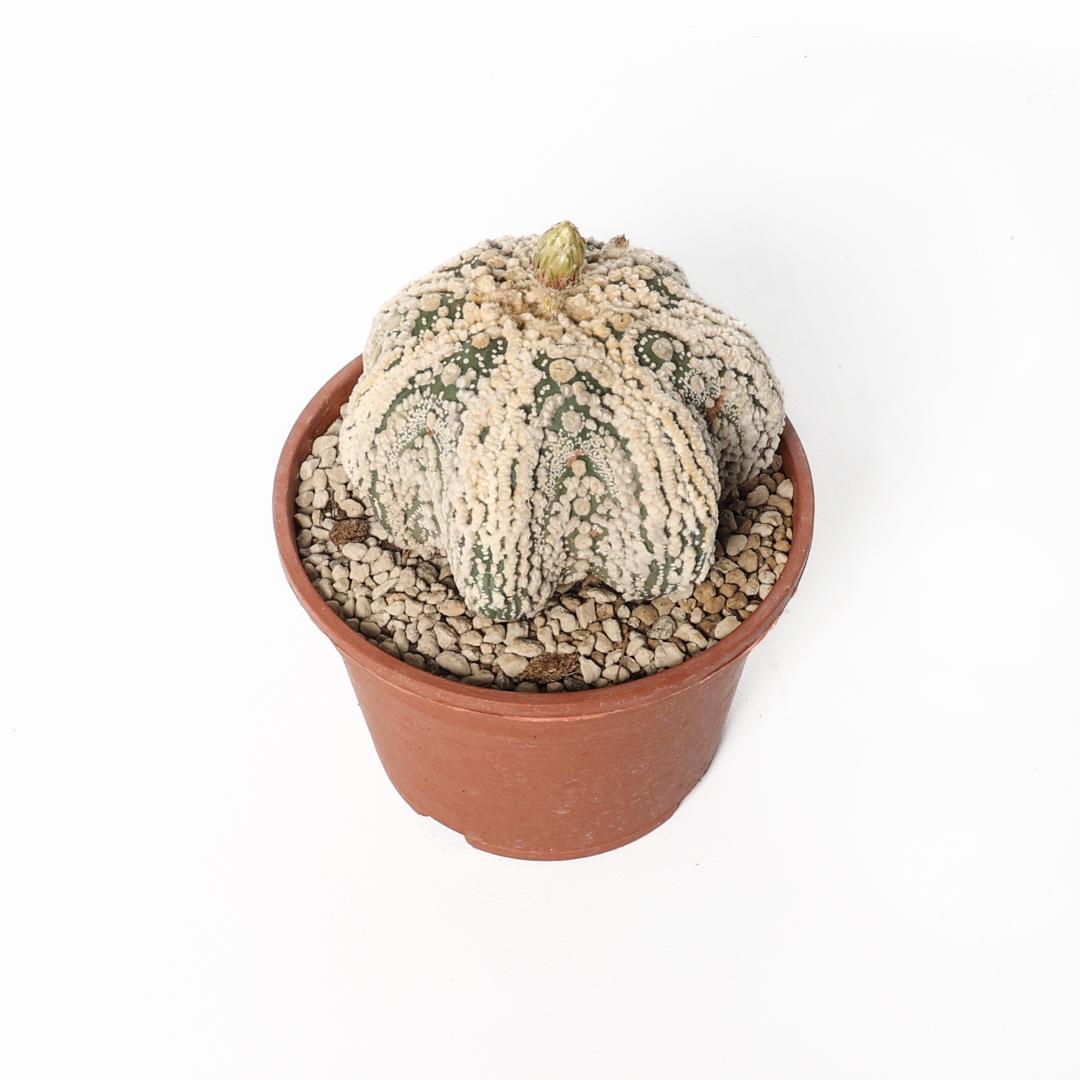 Astrophytum asterias hanazono star shape Ø 16 cm