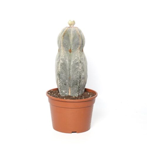 Astrophytum onzuka v. type Ø 20 cm