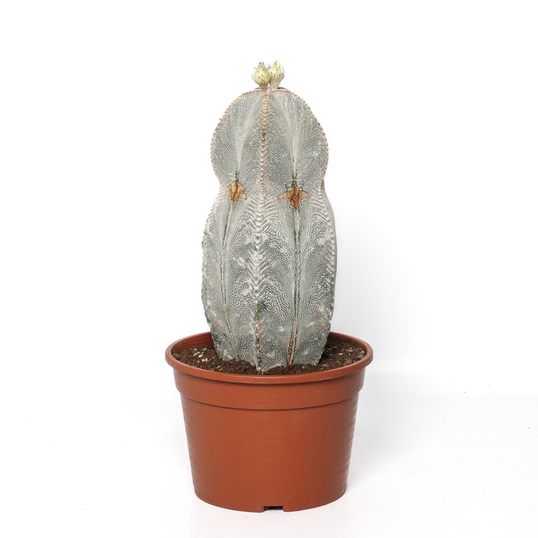 Astrophytum onzuka v. type Ø 20 cm