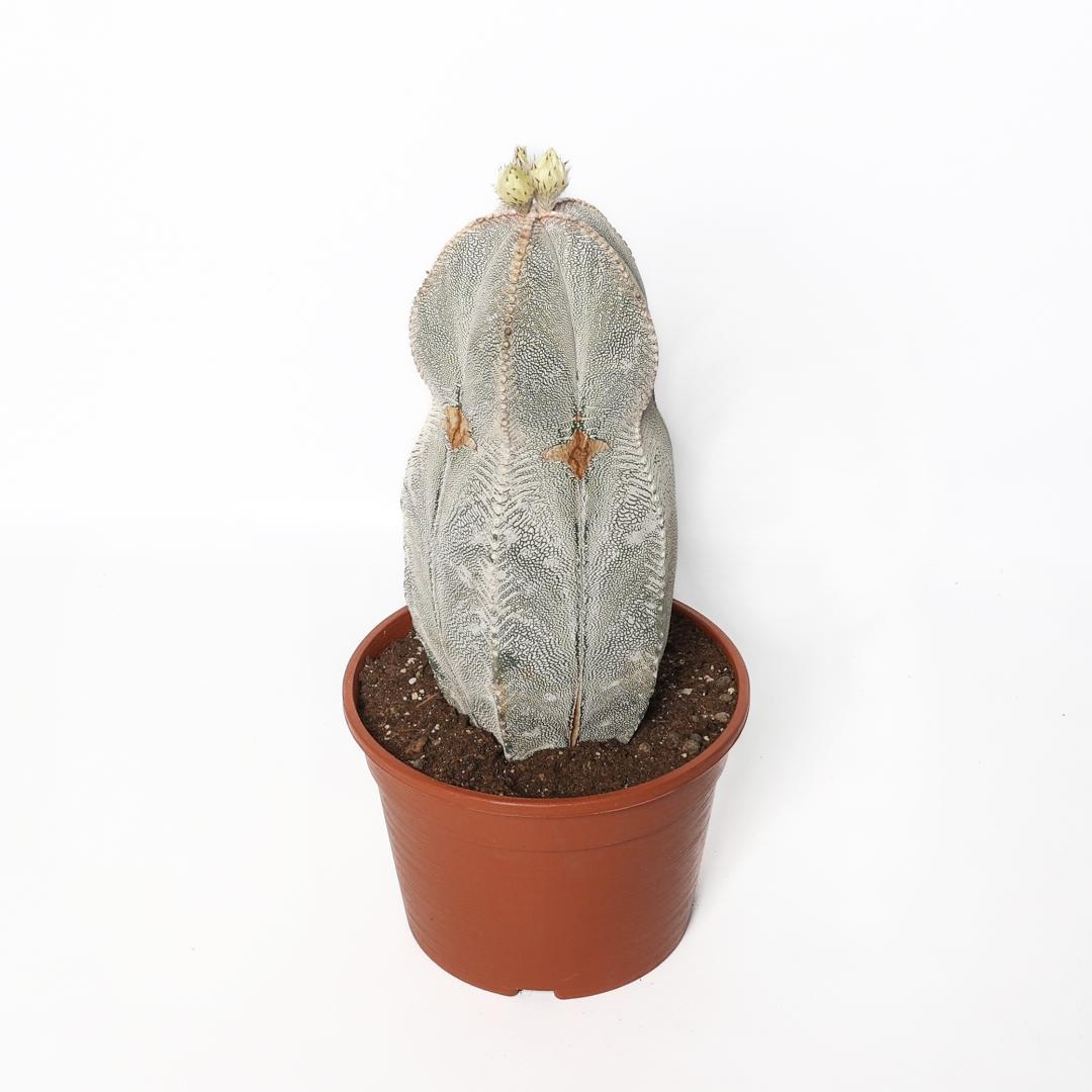 Astrophytum onzuka v. type Ø 20 cm