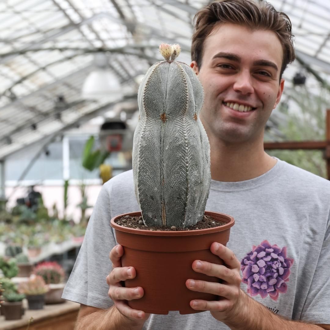 Astrophytum onzuka v. type Ø 20 cm
