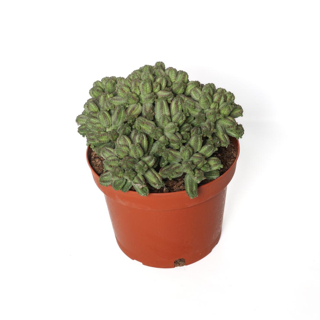 Euphorbia tubiglans Ø 25 cm