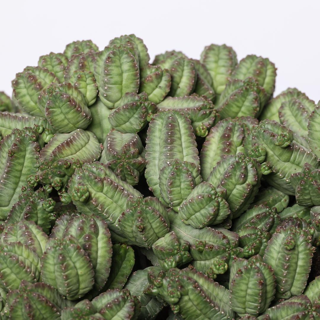 Euphorbia tubiglans Ø 25 cm