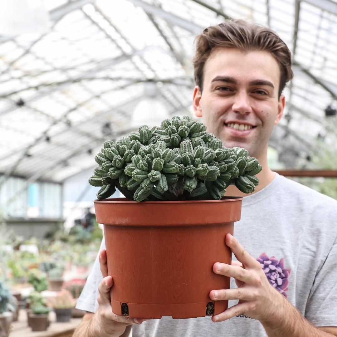 Euphorbia tubiglans Ø 25 cm