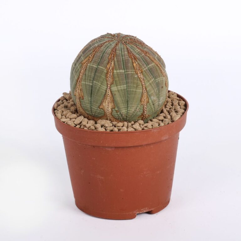 Euphorbia obesa Ø 10,5 cm