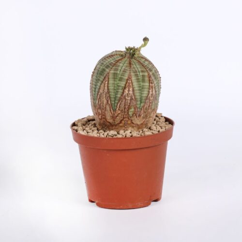 Euphorbia obesa Ø 10,5 cm