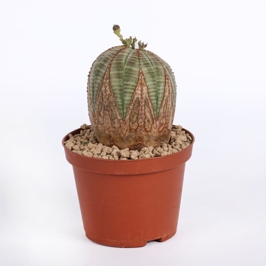 Euphorbia obesa Ø 10,5 cm