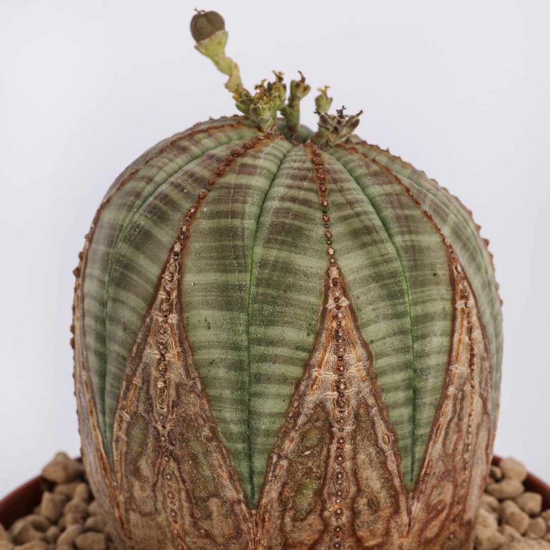 Euphorbia obesa Ø 10,5 cm
