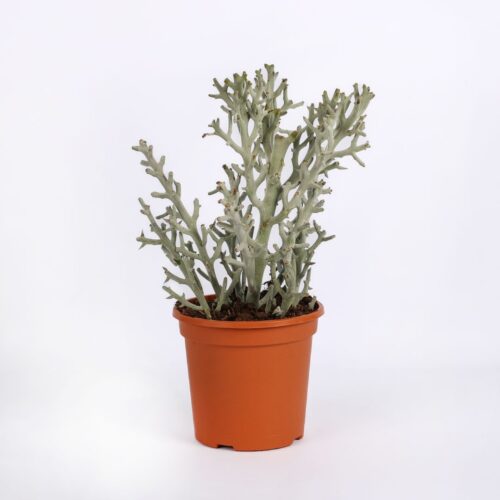 Euphorbia stenoclada Ø 17 cm