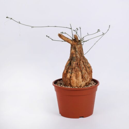 Momordica rostrata Ø 20 cm