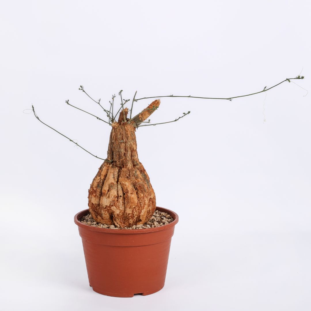 Momordica rostrata Ø 20 cm