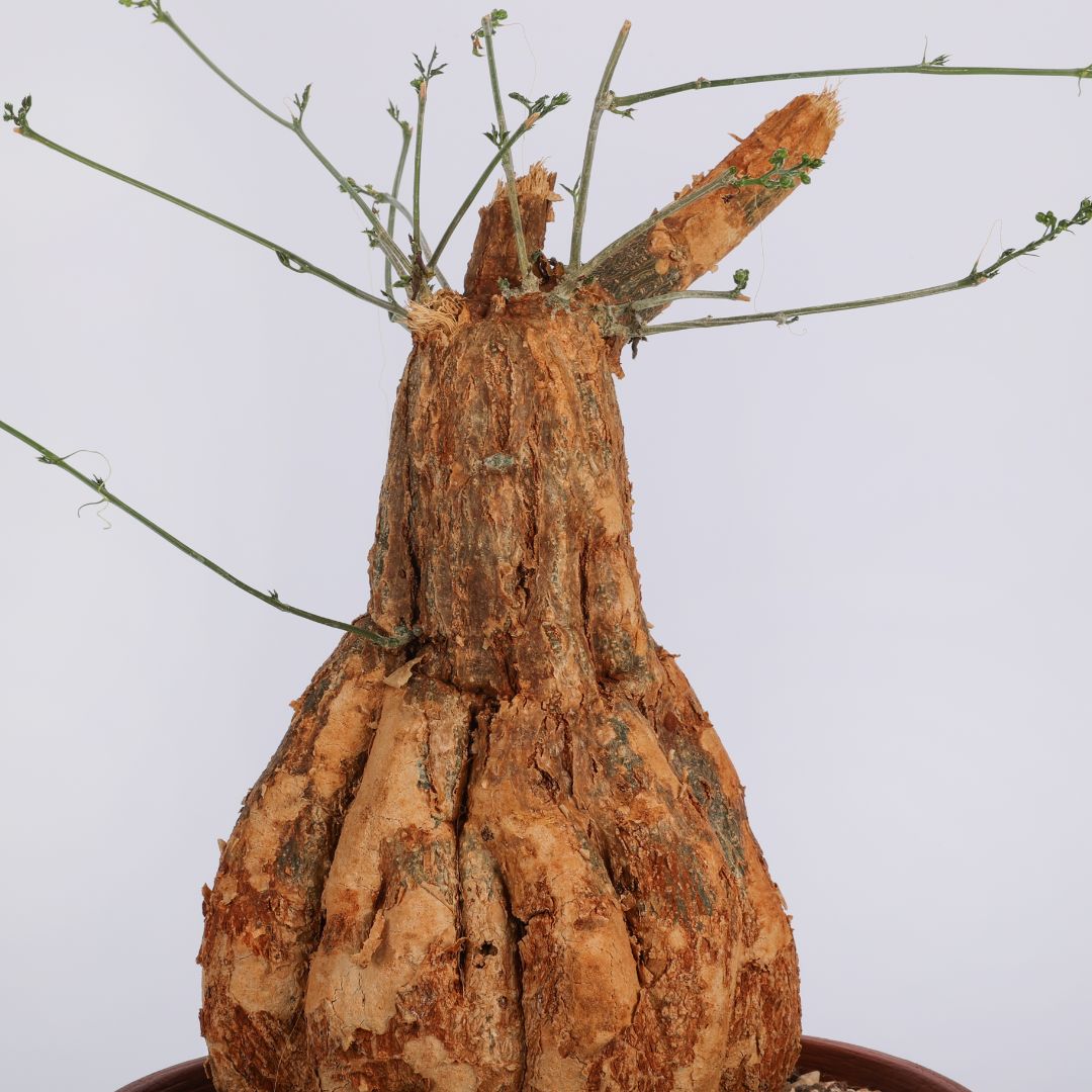 Momordica rostrata Ø 20 cm