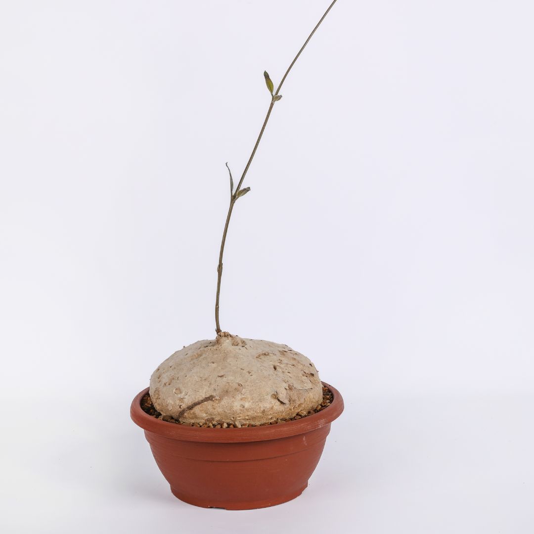 Raphionacme burkei Ø 20 cm