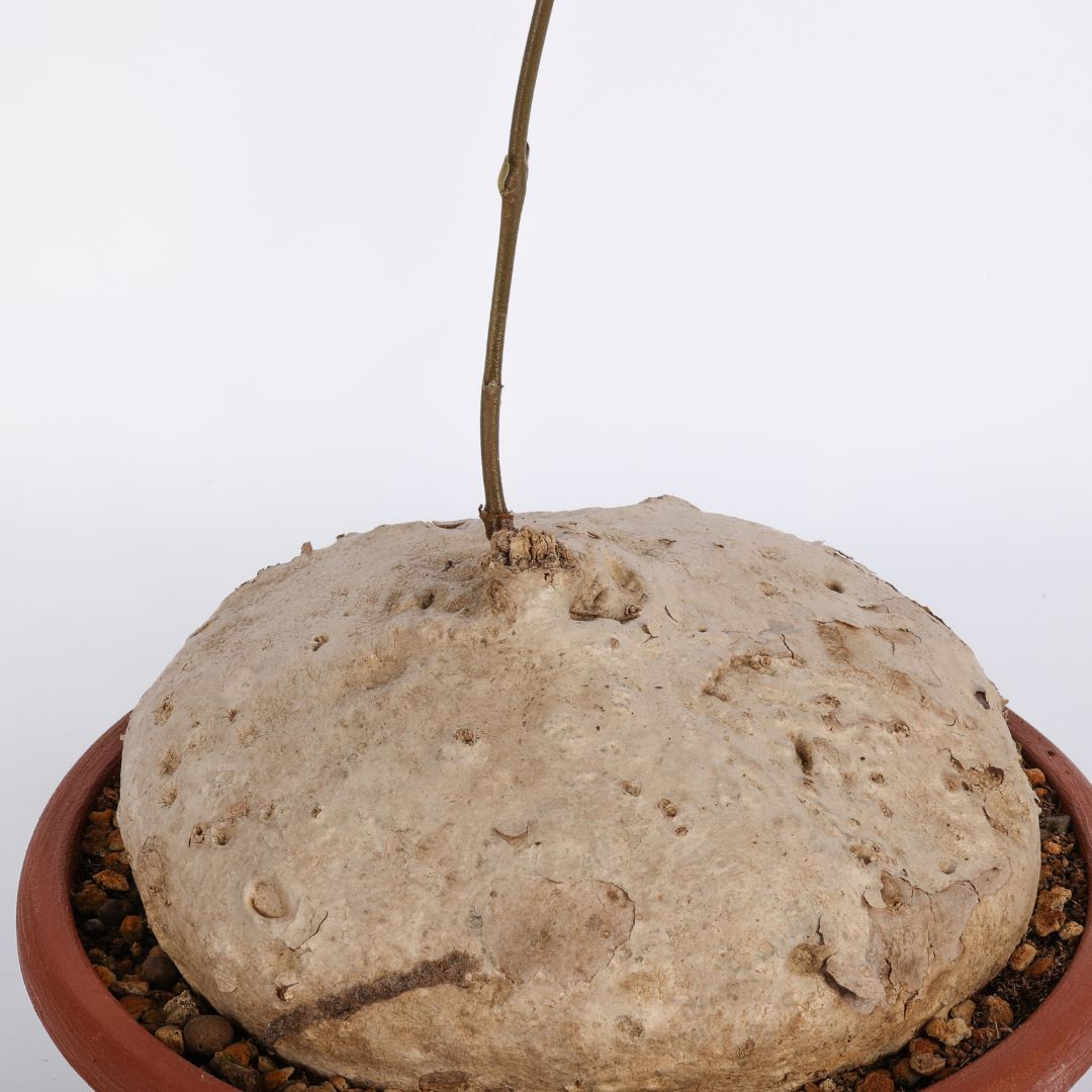 Raphionacme burkei Ø 20 cm