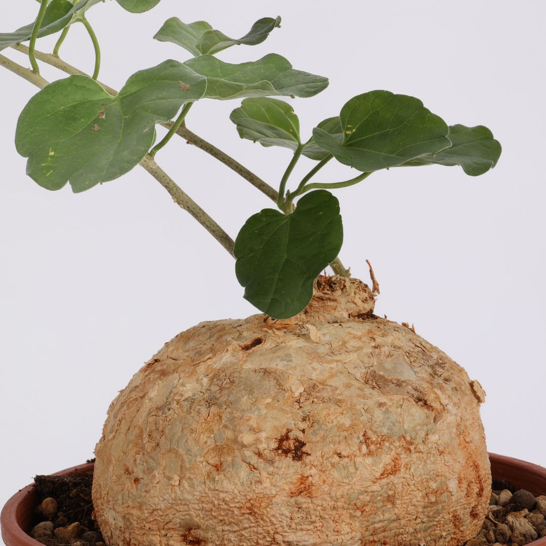 Pyrenacantha malvifolia Ø 20 cm