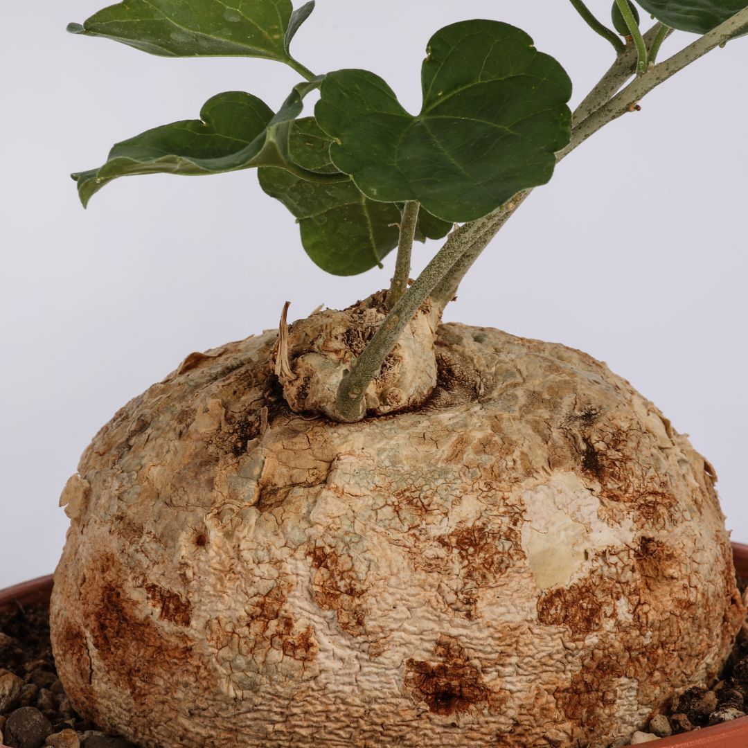 Pyrenacantha malvifolia Ø 20 cm