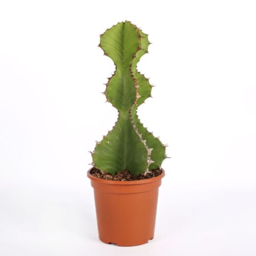 Euphorbia cooperi Ø 17 cm