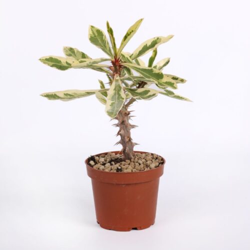 Euphorbia milii variegata Ø 12 cm