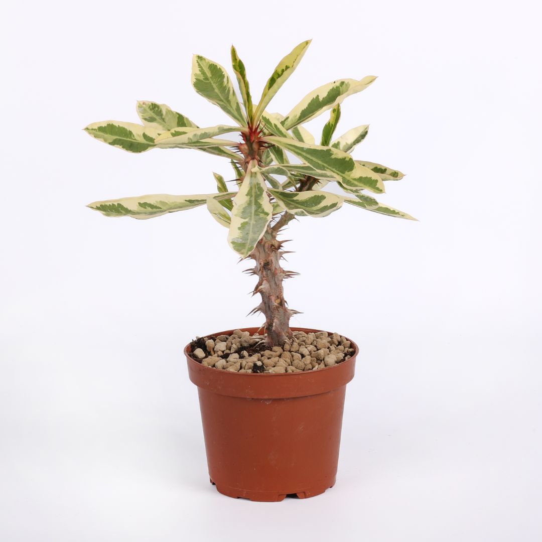 Euphorbia milii variegata Ø 12 cm