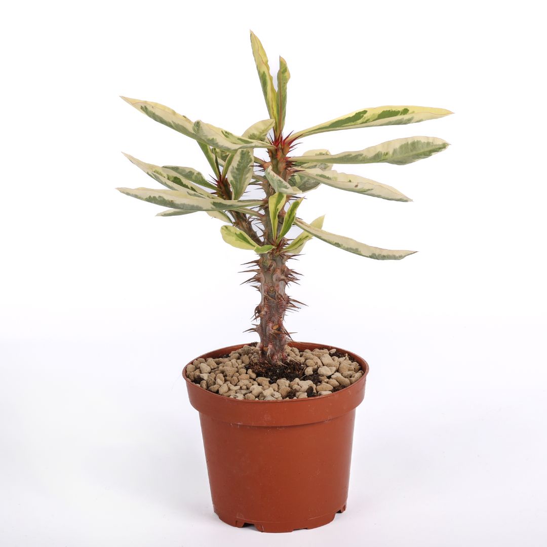 Euphorbia milii variegata Ø 12 cm