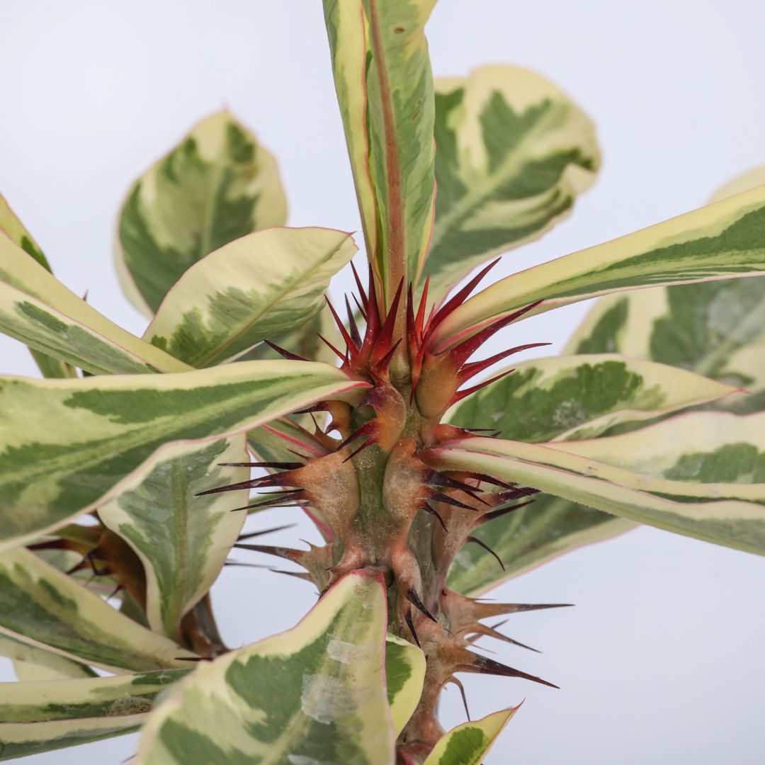 Euphorbia milii variegata Ø 12 cm