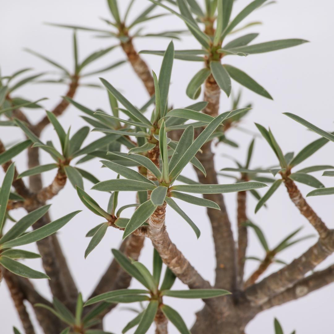 Euphorbia balsamifera Ø 14