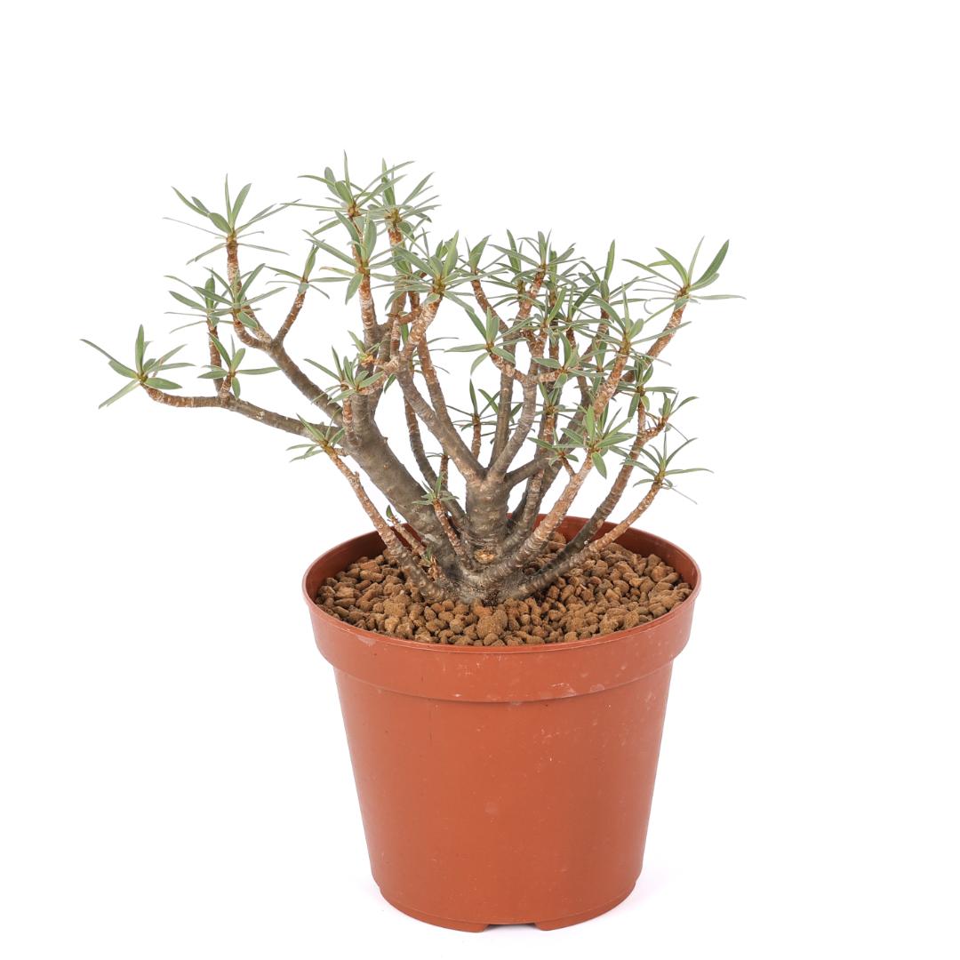 Euphorbia balsamifera Ø 14