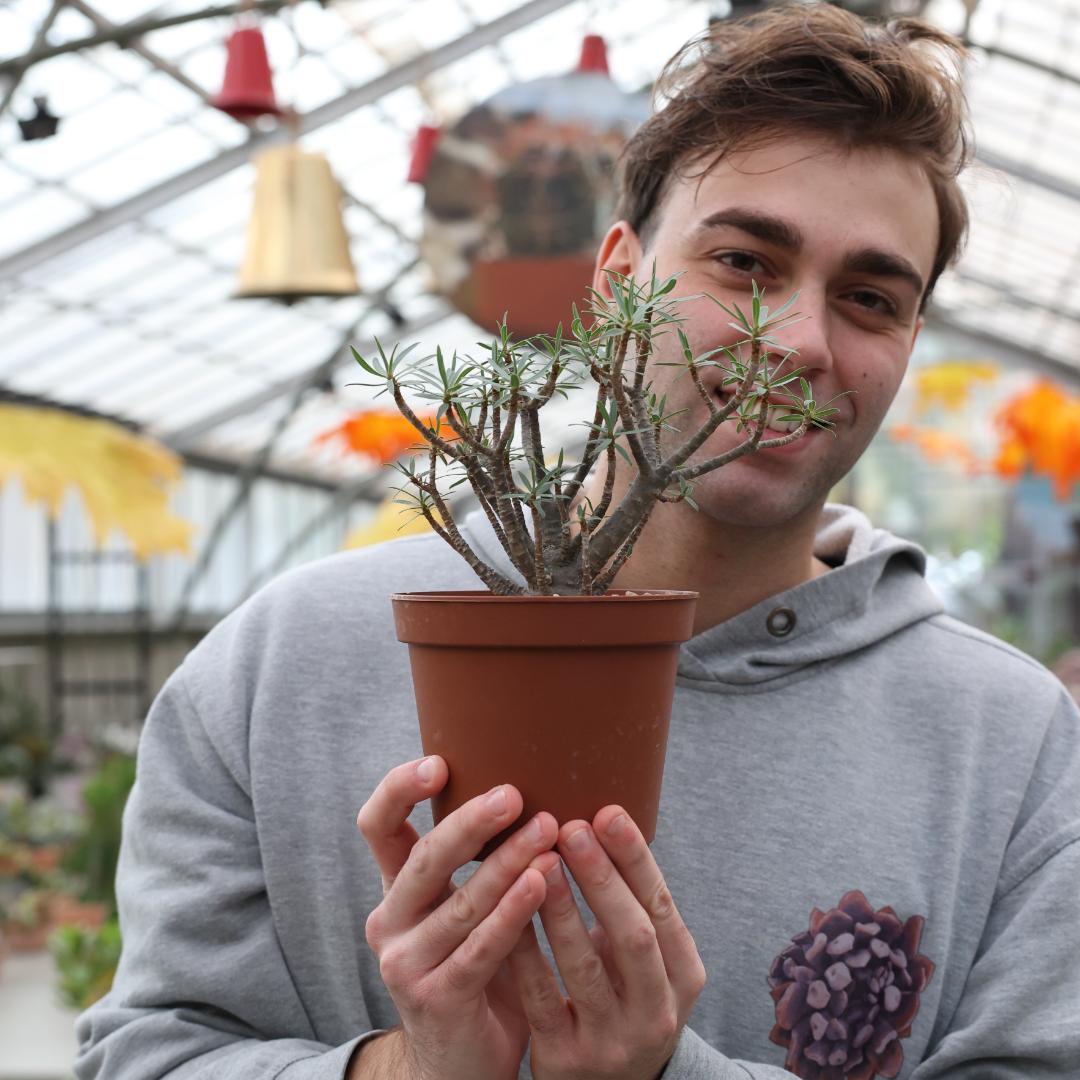 Euphorbia balsamifera Ø 14