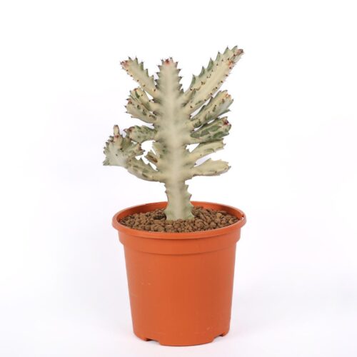 Euphorbia lactea 'White Ghost' Ø 17